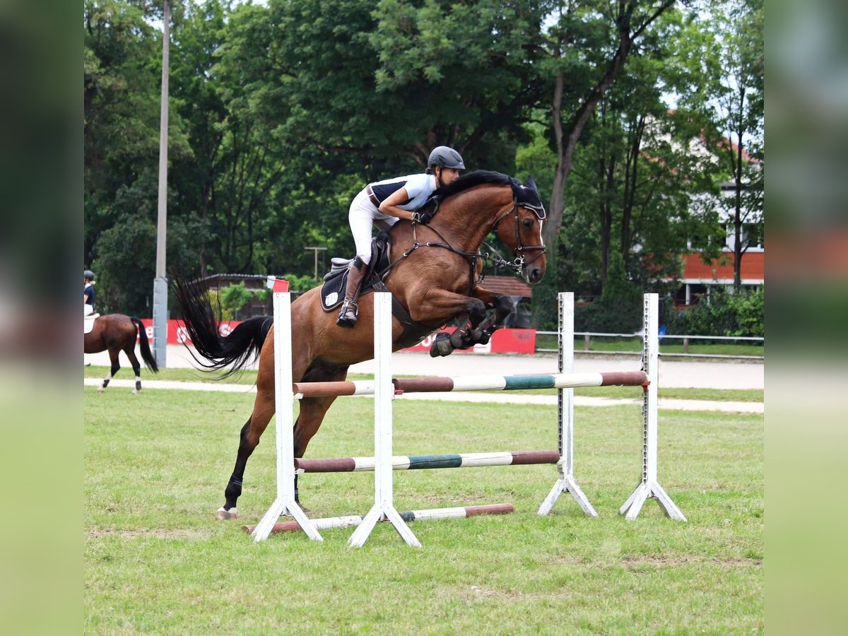 Bavarian Warmblood Gelding 17 years 17,1 hh in Eislsdorf