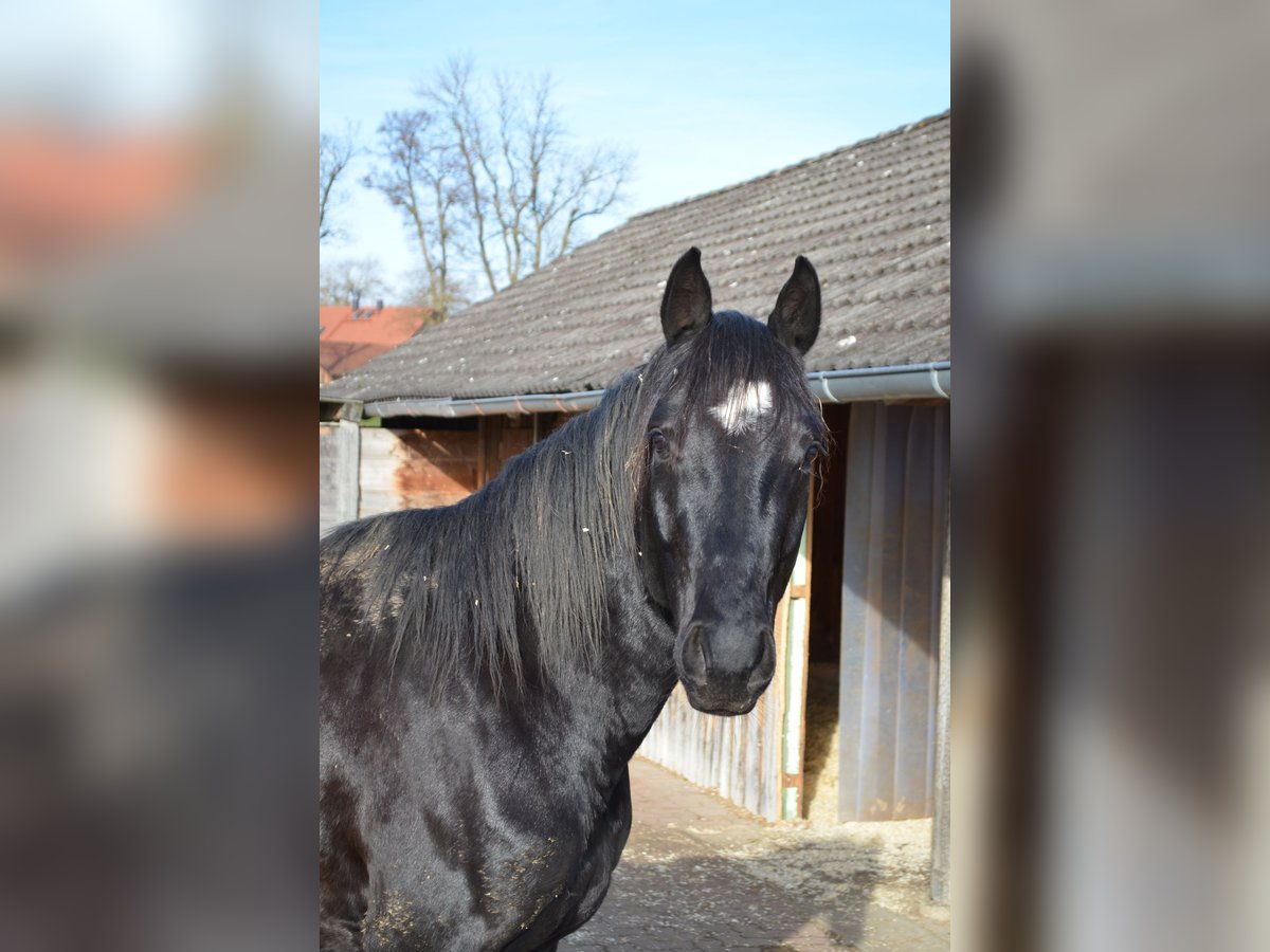 Bavarian Warmblood Gelding 18 years 15,3 hh in Weßling