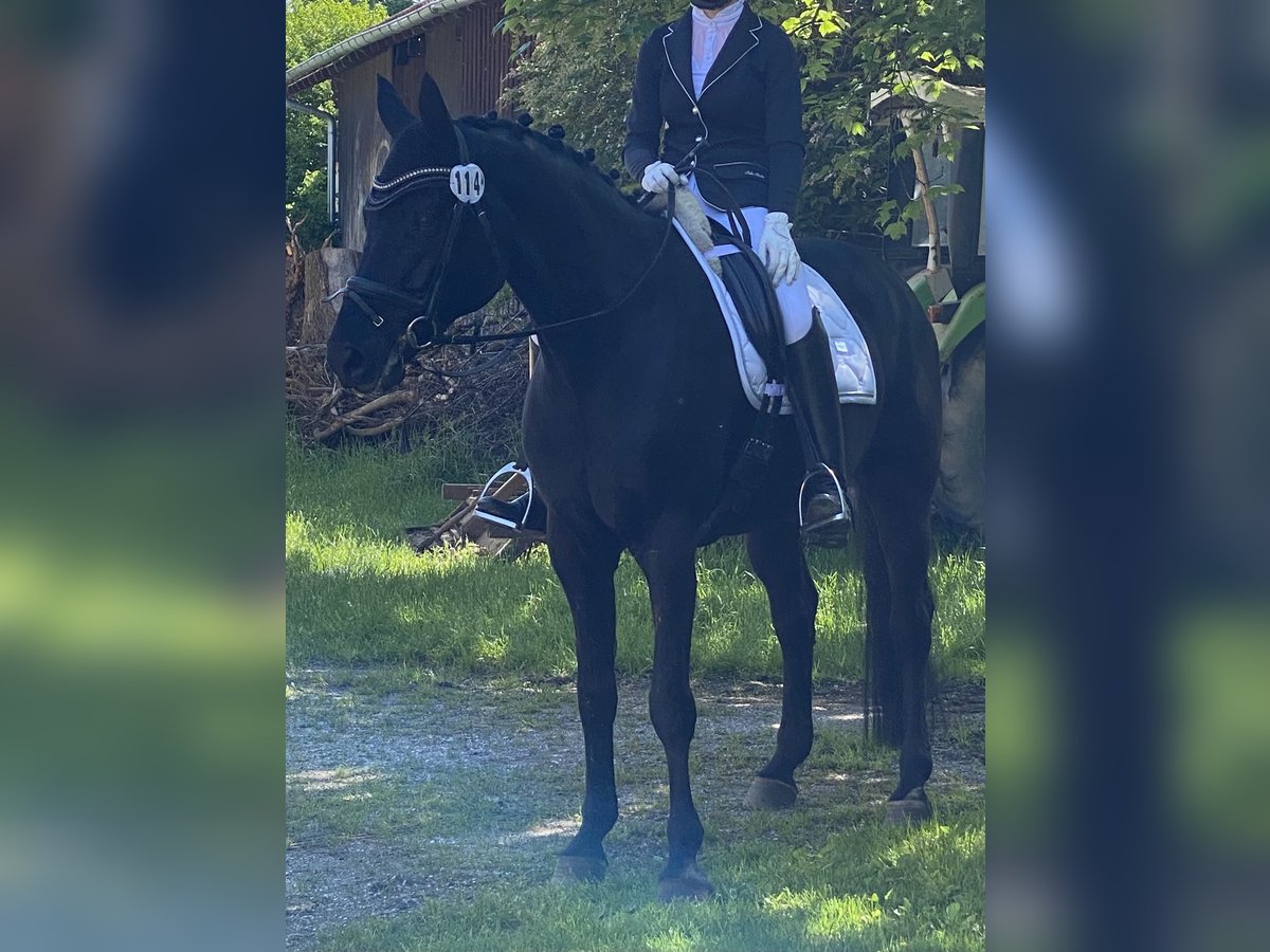 Bavarian Warmblood Gelding 18 years 16,1 hh Black in BayrischzellBayrischzell