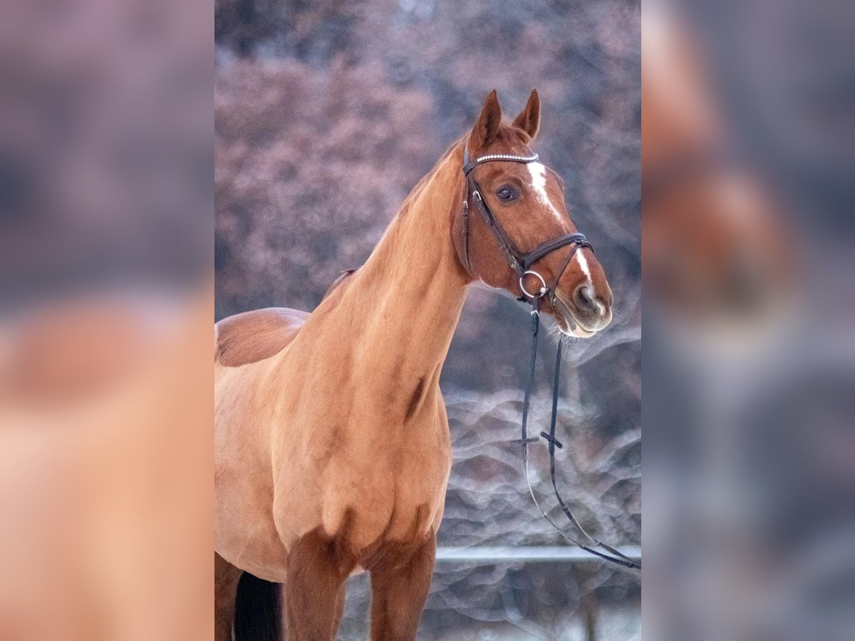 Bavarian Warmblood Gelding 24 years Chestnut-Red in Burgthann