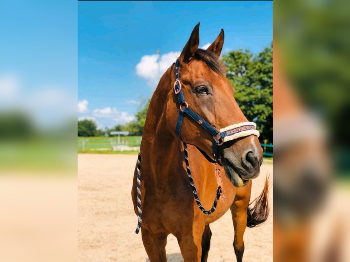 Bavarian Warmblood Gelding 25 years 16,2 hh Brown in Ohmden