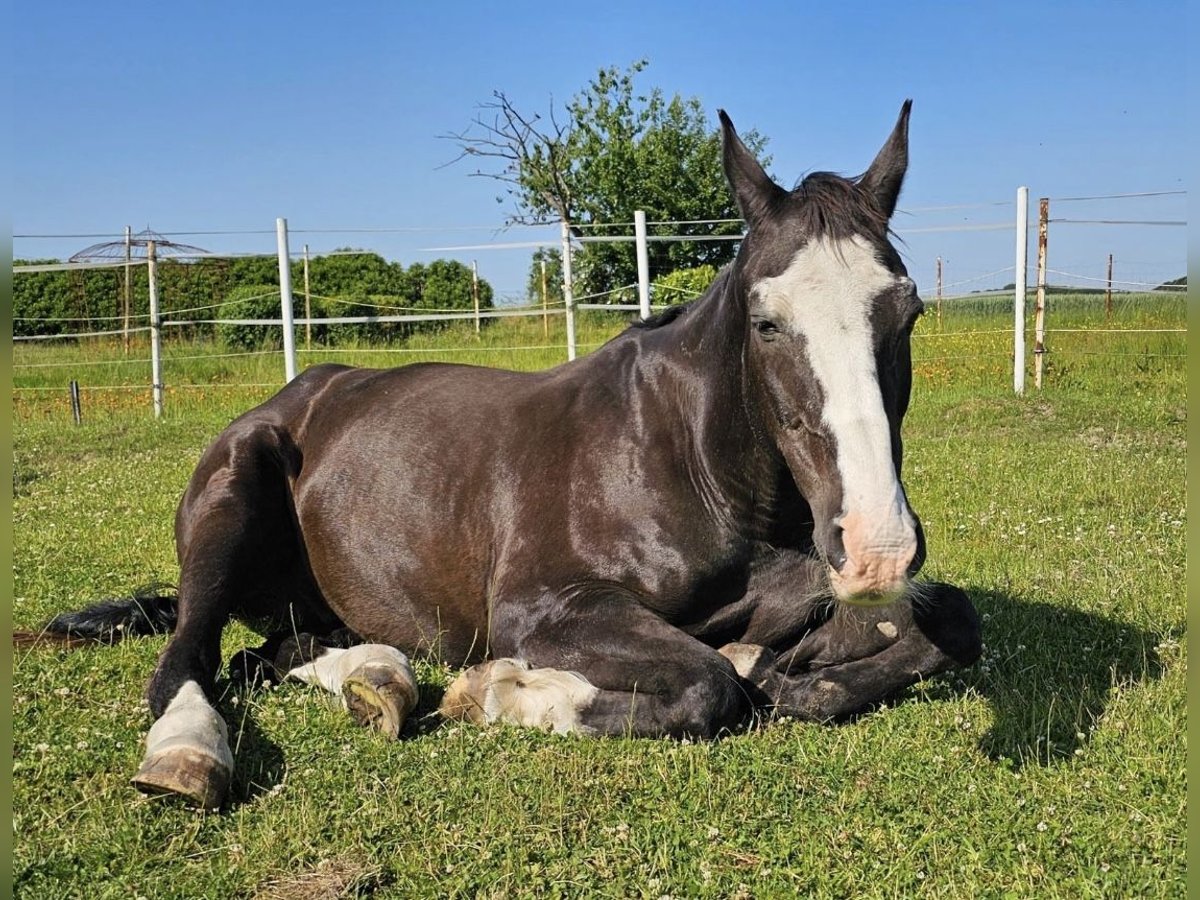 Bavarian Warmblood Gelding 25 years 16 hh Smoky-Black in Rheda-Wiedenbr&#xFC;ck