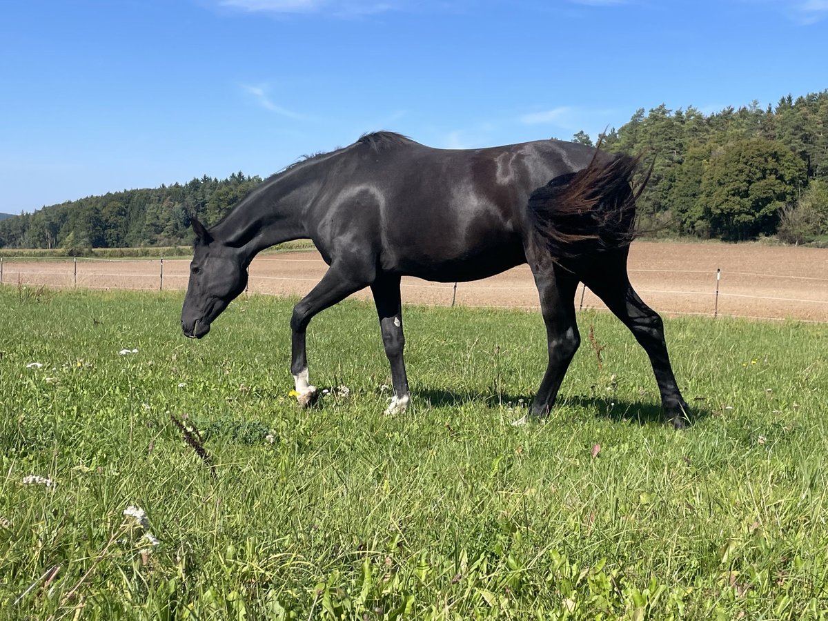 Bavarian Warmblood Gelding 2 years 16,1 hh Smoky-Black in Alfeld