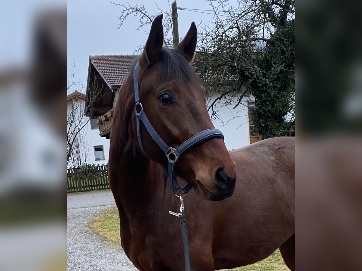 Bavarian Warmblood Gelding 4 years 16,1 hh Brown in Raubling