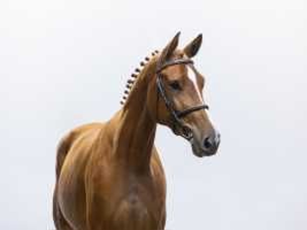 Bavarian Warmblood Gelding 4 years 16,2 hh Chestnut-Red in Waddinxveen