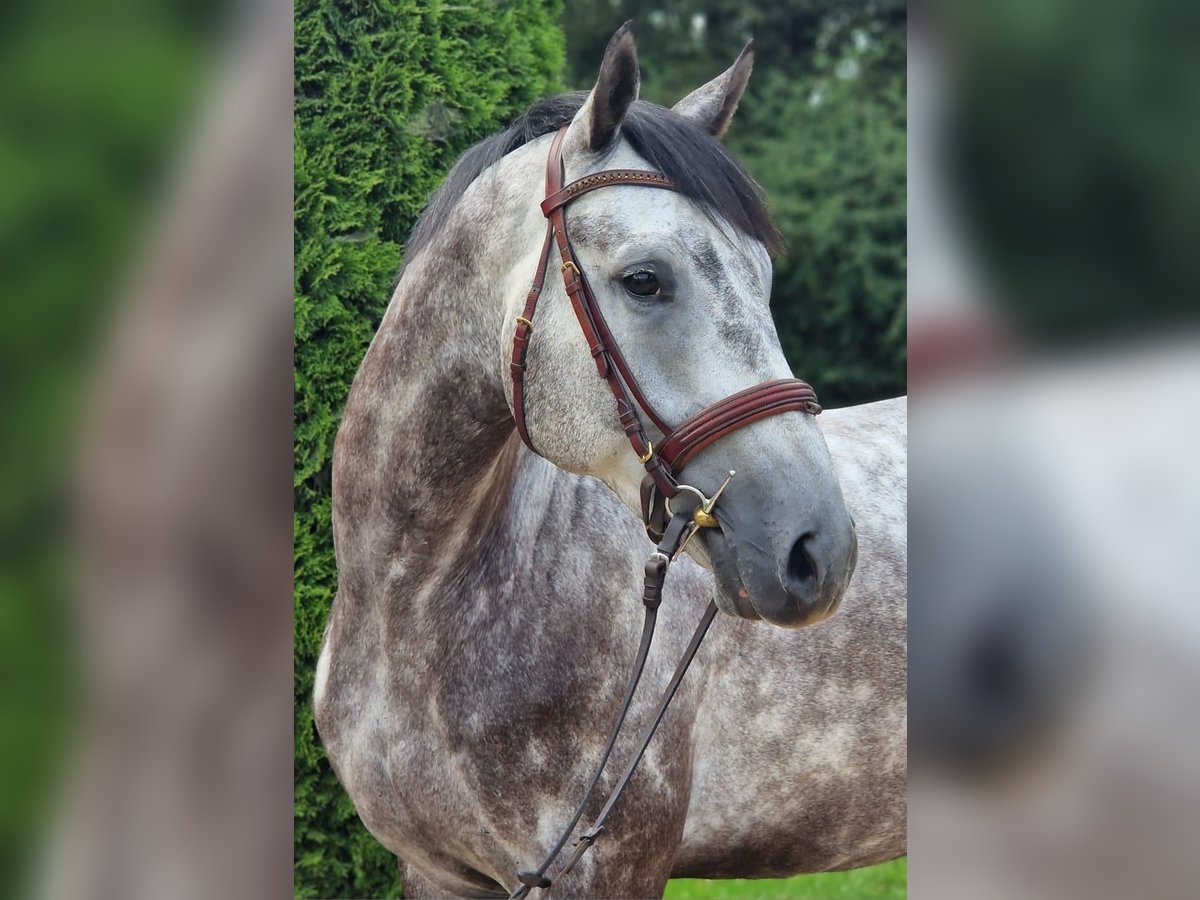 Bavarian Warmblood Gelding 4 years 16 hh Gray-Dapple in Rotthalmünster