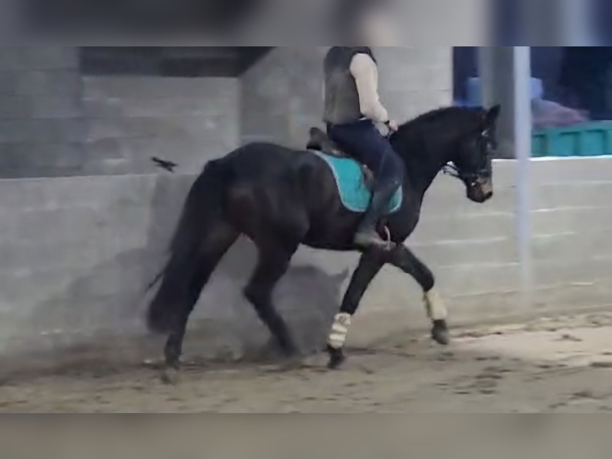 Bavarian Warmblood Gelding 4 years 16 hh Smoky-Black in Bornheim