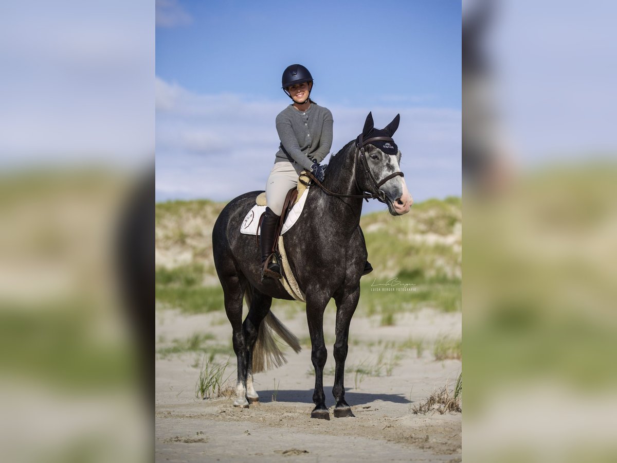 Bavarian Warmblood Gelding 5 years 15,2 hh Can be white in Rietberg