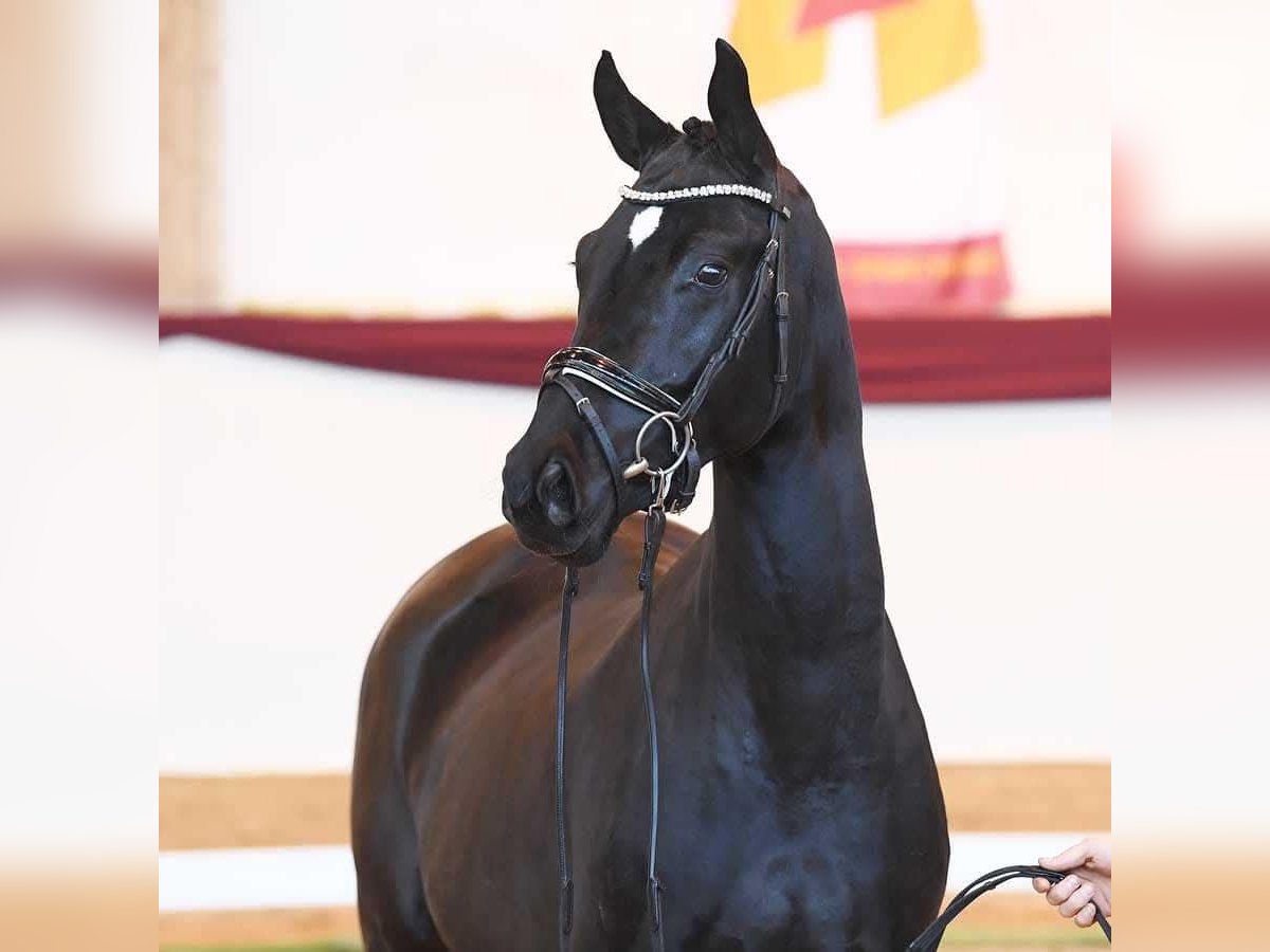 Bavarian Warmblood Gelding 5 years 16,3 hh Black in Garsten