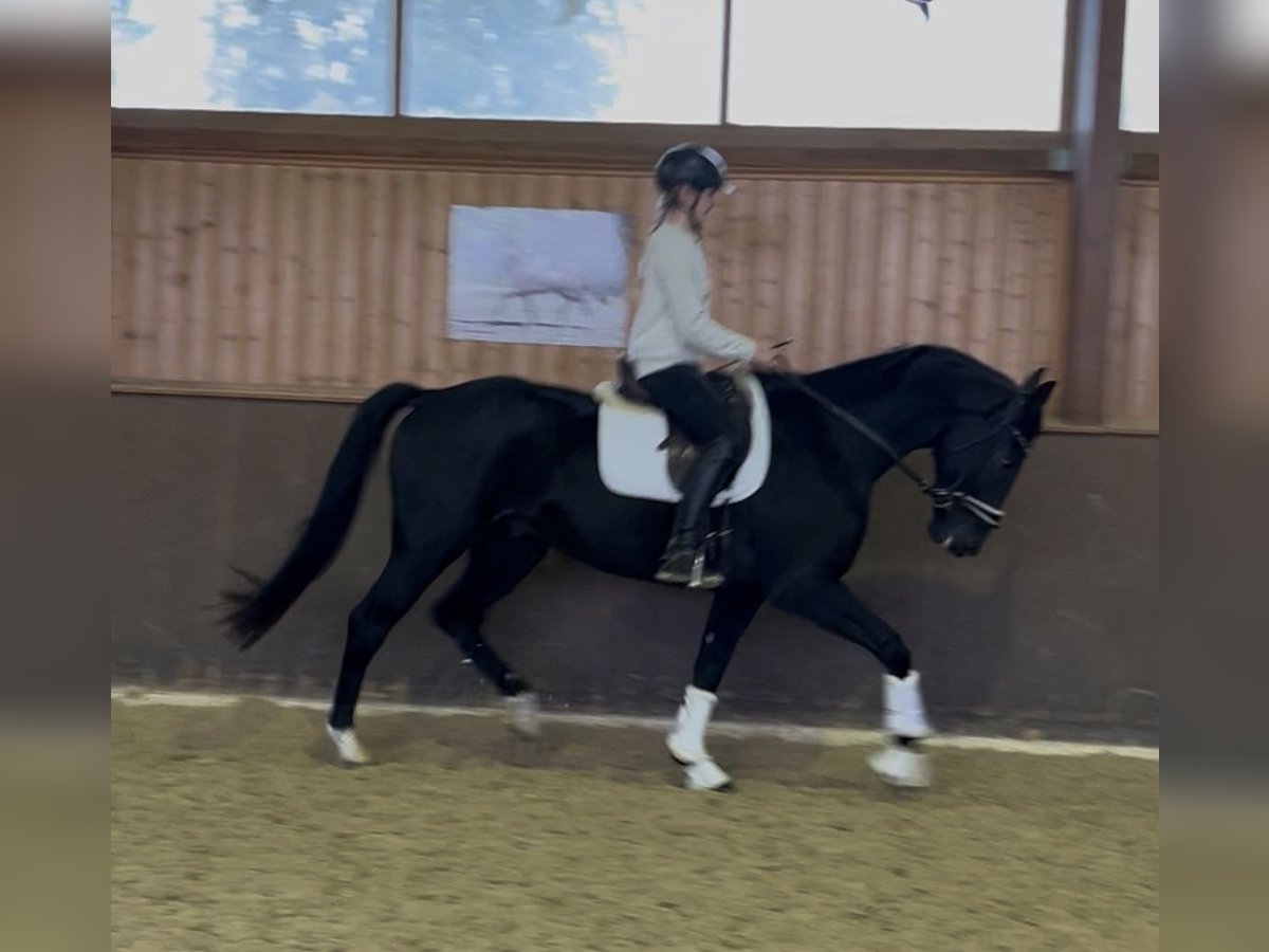 Bavarian Warmblood Gelding 5 years 16,1 hh Black in Wolnzach