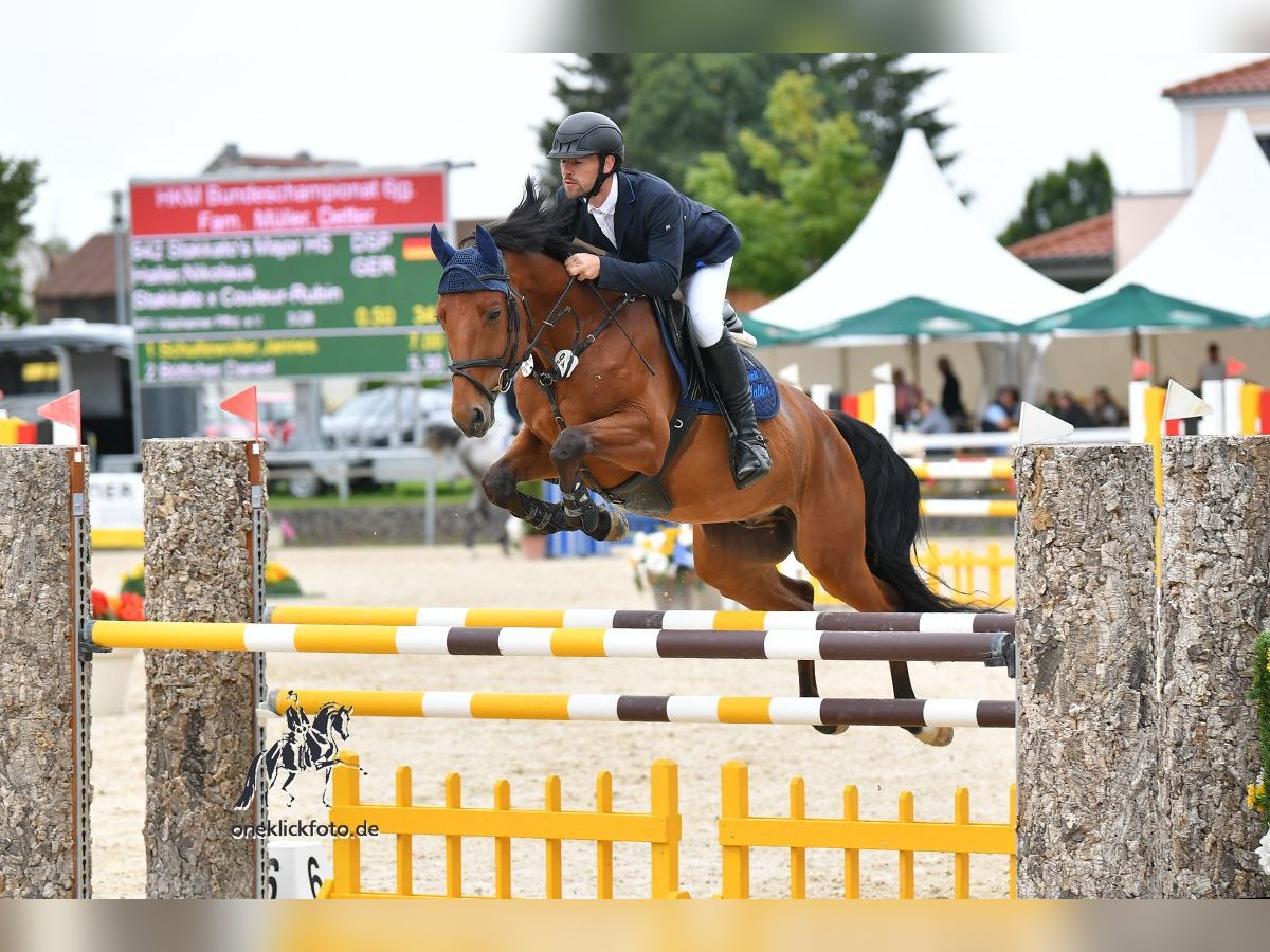 Bavarian Warmblood Gelding 6 years 16 hh Brown in Huglfing