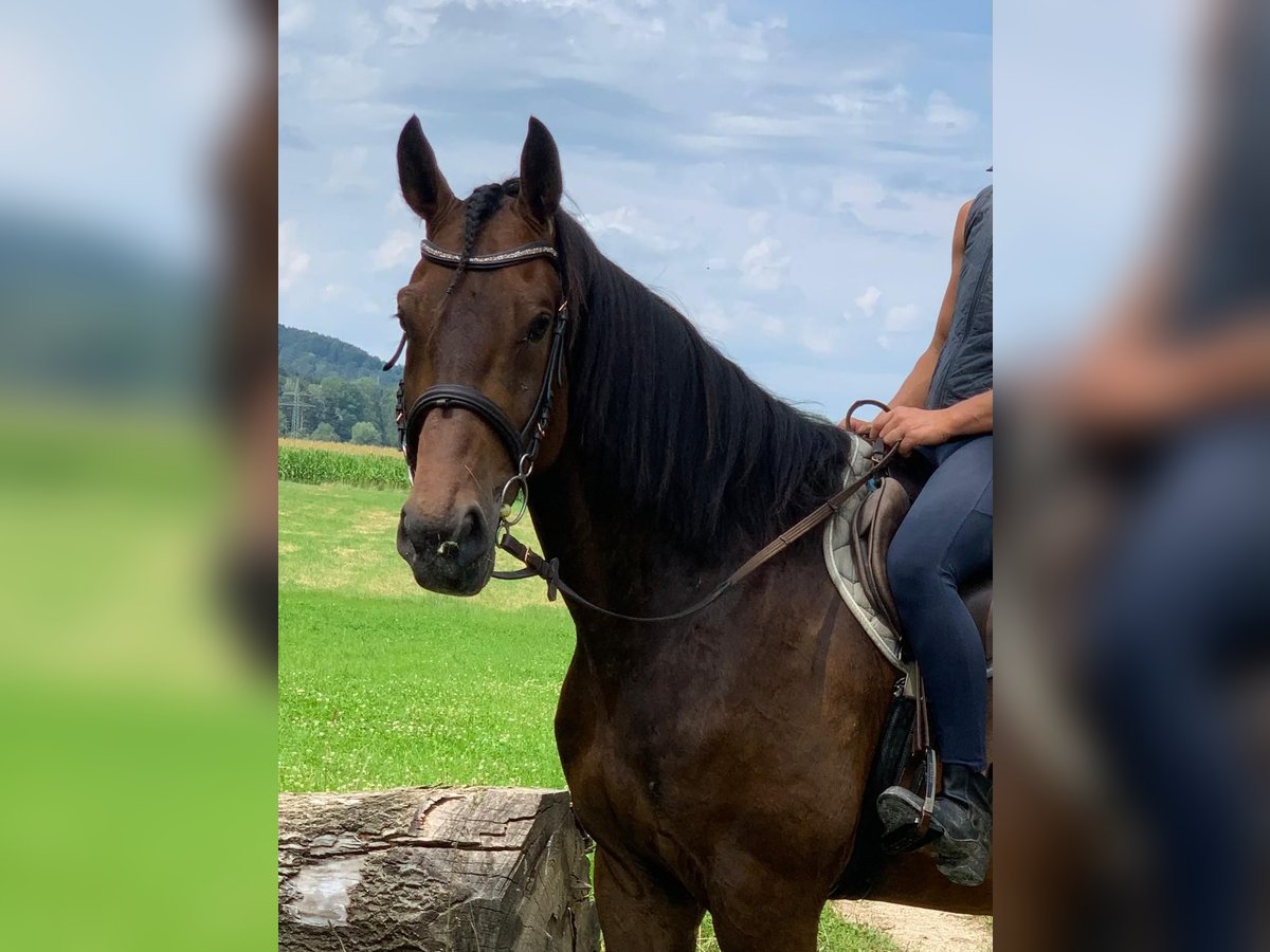 Bavarian Warmblood Gelding 6 years 17,2 hh Brown in Bruckmühl