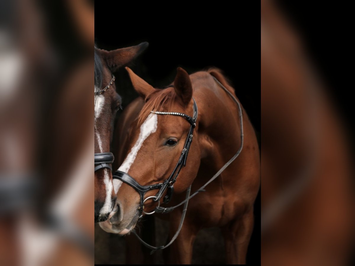 Bavarian Warmblood Gelding 6 years 17,1 hh Chestnut in Gersthofen
