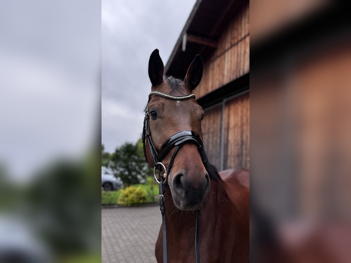 Bavarian Warmblood Gelding 6 years Brown in Neubeuern