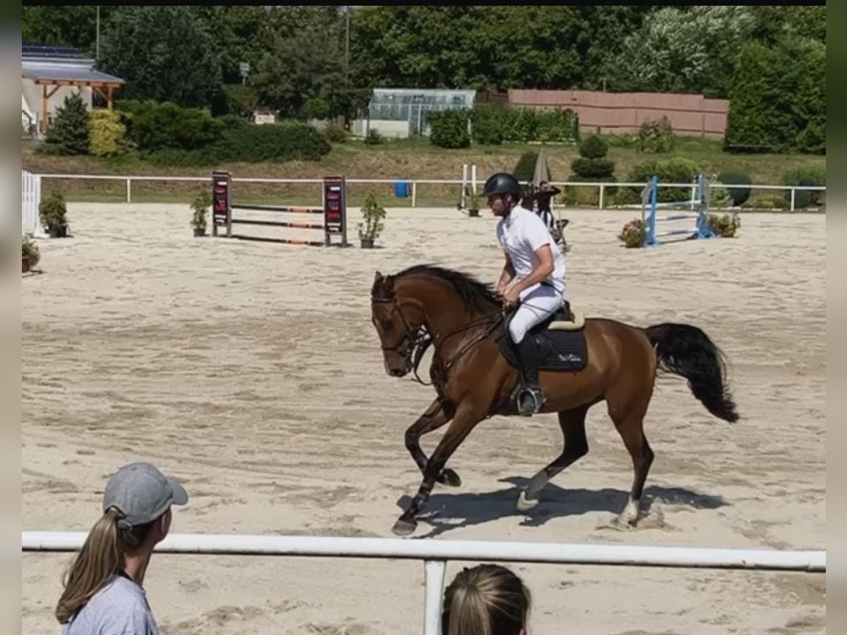 Bavarian Warmblood Gelding 7 years 16 hh Brown in Salzburg