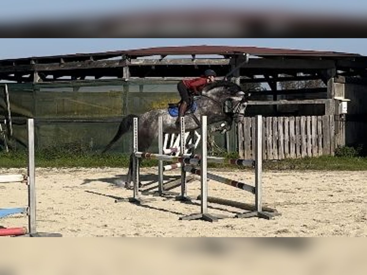 Bavarian Warmblood Gelding 7 years 17 hh Gray in Kraiburg am Inn