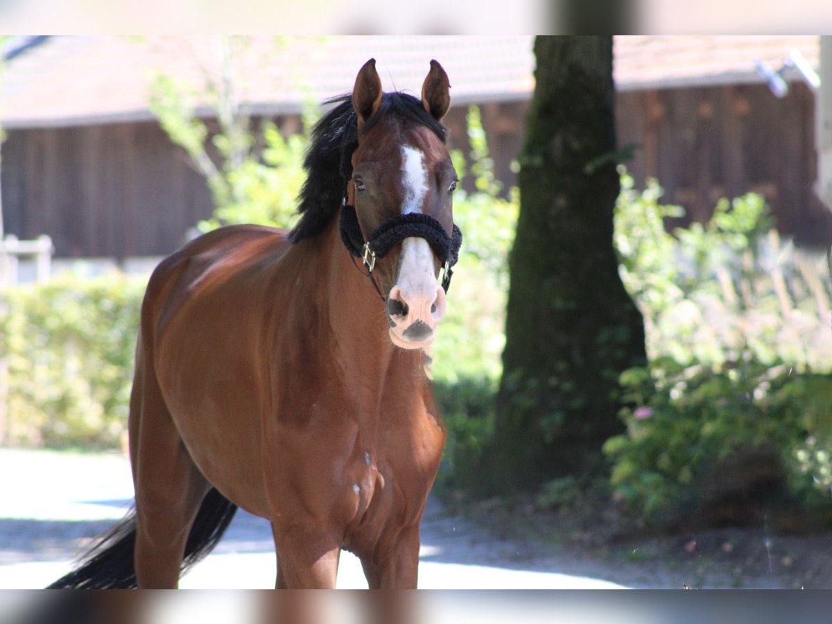 Bavarian Warmblood Gelding 8 years 16,1 hh Brown in Darmstadt