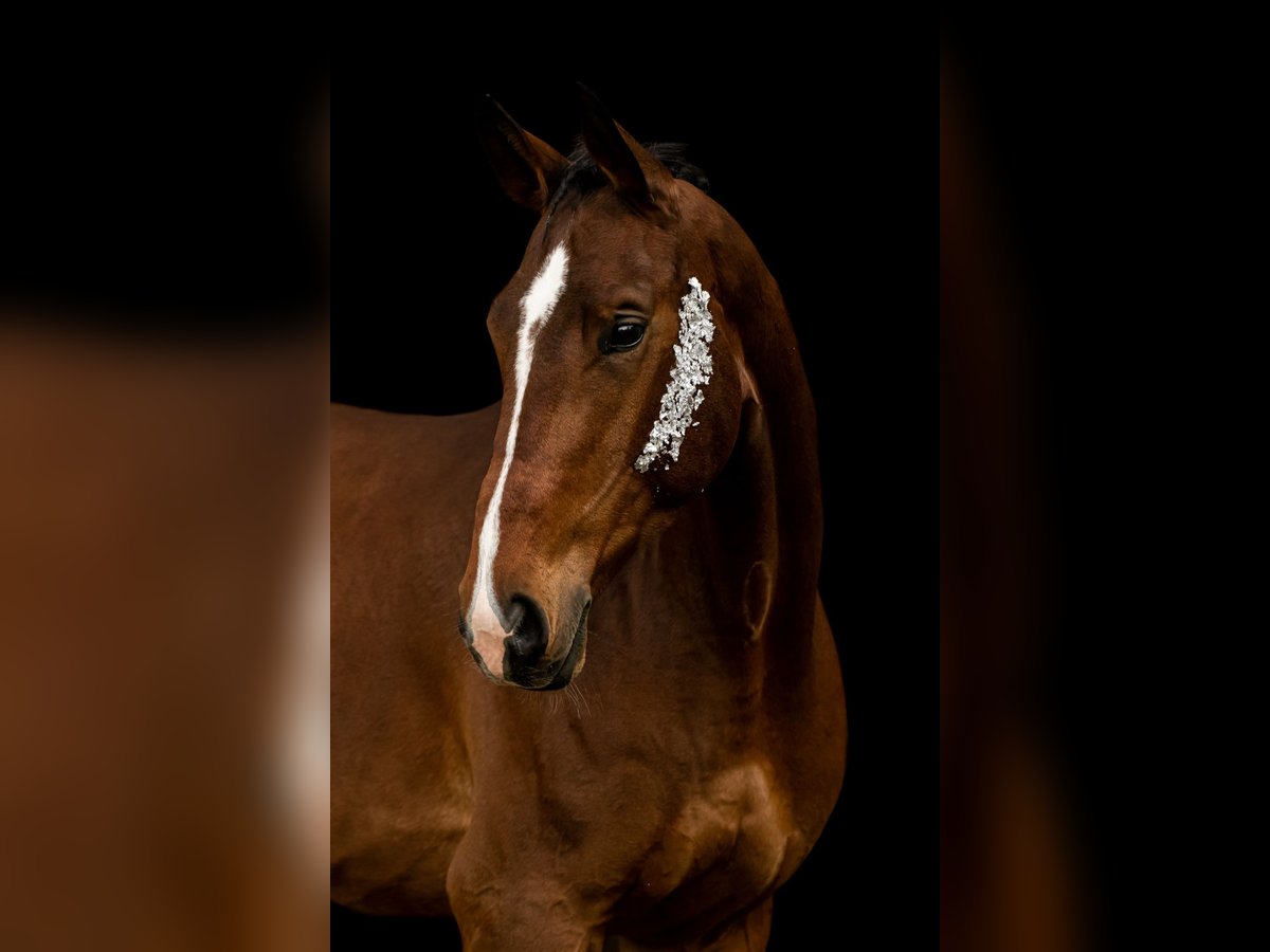 Bavarian Warmblood Gelding 8 years 18 hh Brown in Neunburg vorm Wald