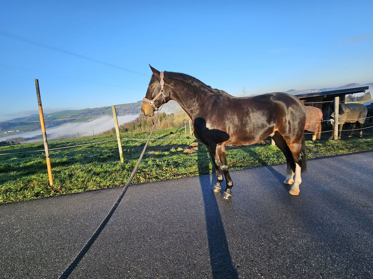 Bavarian Warmblood Gelding 9 years 16 hh Brown in Garsten