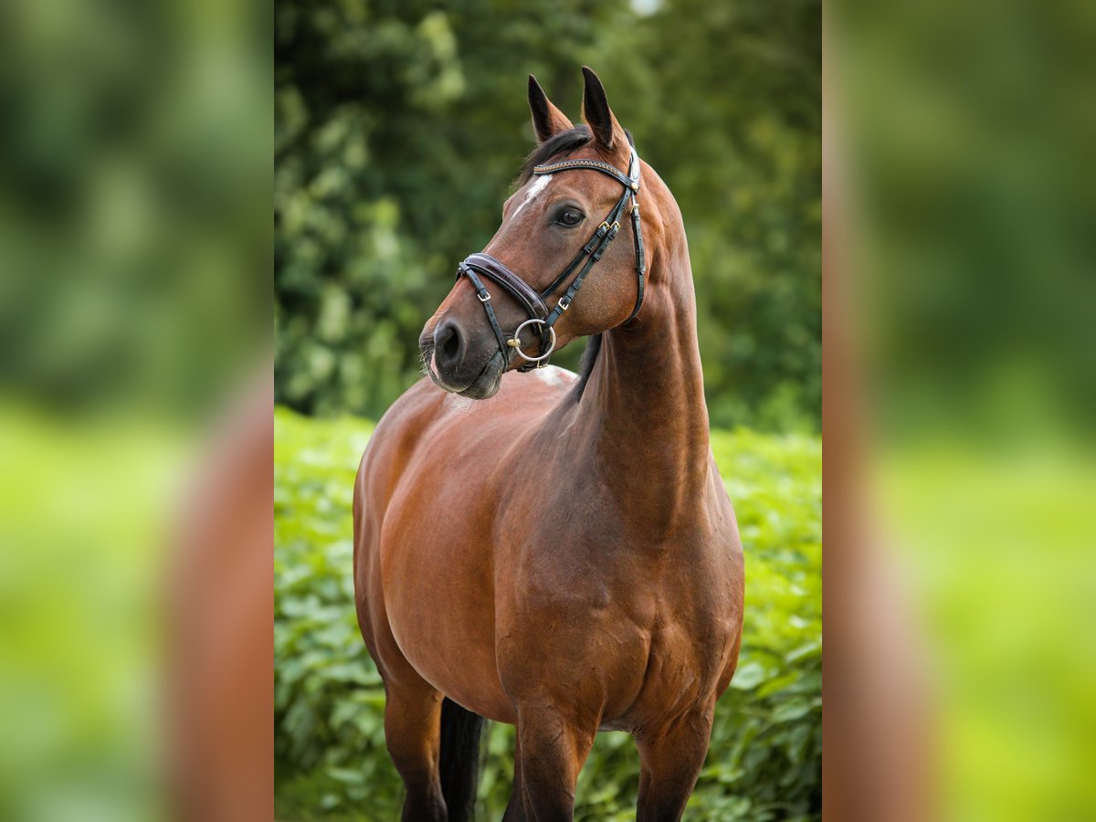 Bavarian Warmblood Mare 10 years 16,1 hh Bay-Dark in Marktredwitz