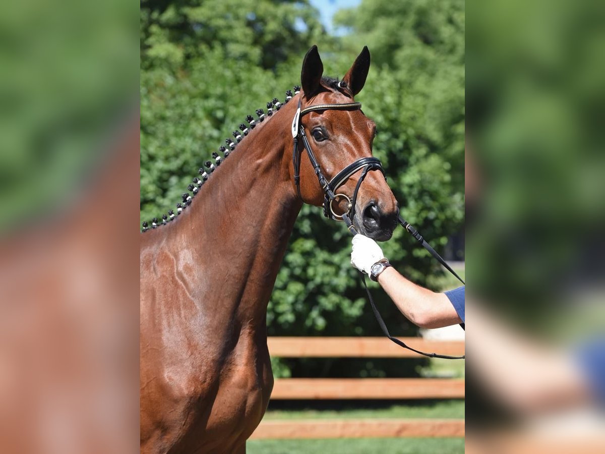 Bavarian Warmblood Mare 11 years 17 hh Brown in Brechen