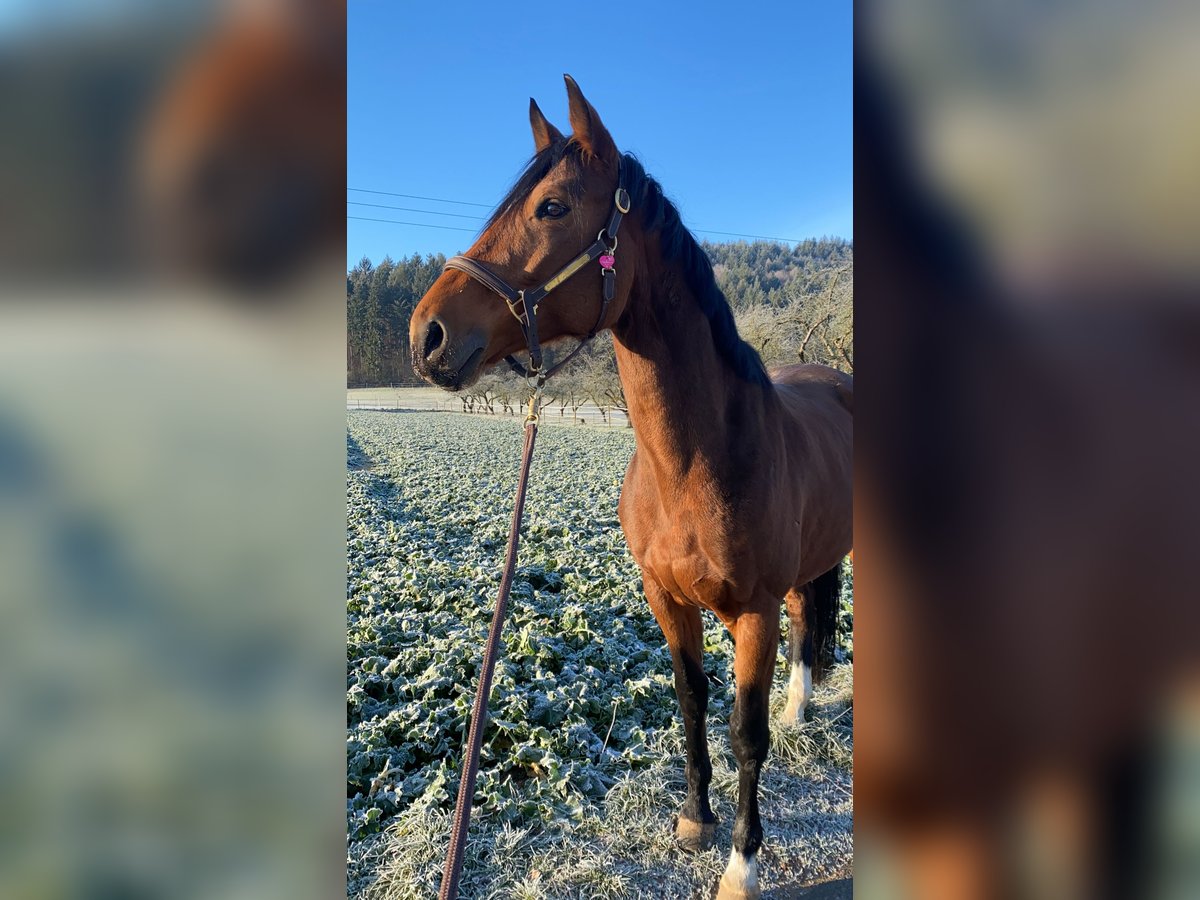 Bavarian Warmblood Mare 12 years 16,2 hh Bay-Dark in Haibach