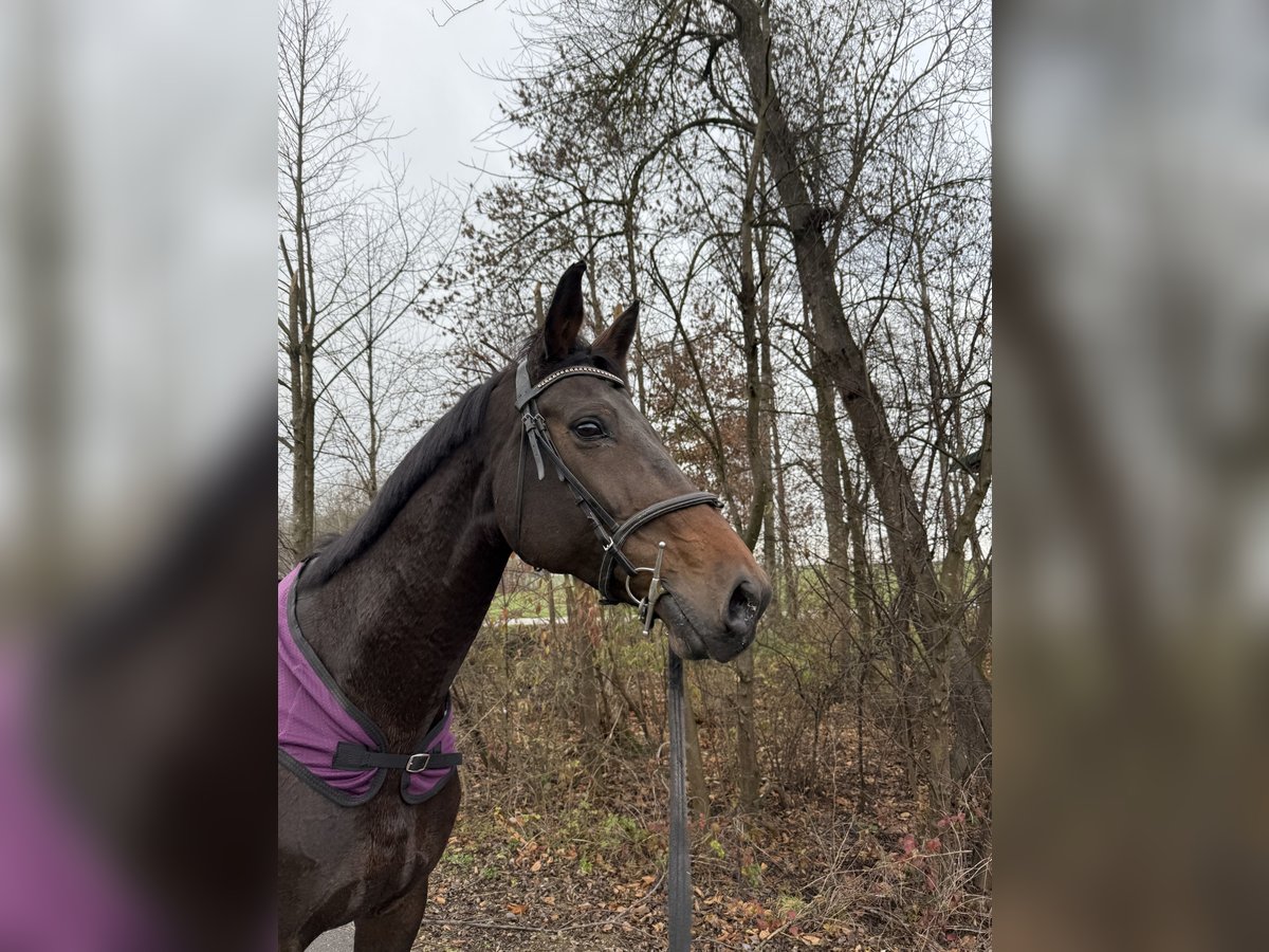 Bavarian Warmblood Mare 13 years 16,2 hh Black in Amstetten