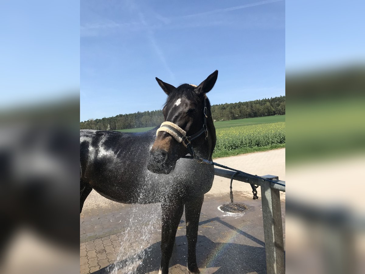 Bavarian Warmblood Mare 14 years 16 hh Bay-Dark in Jade