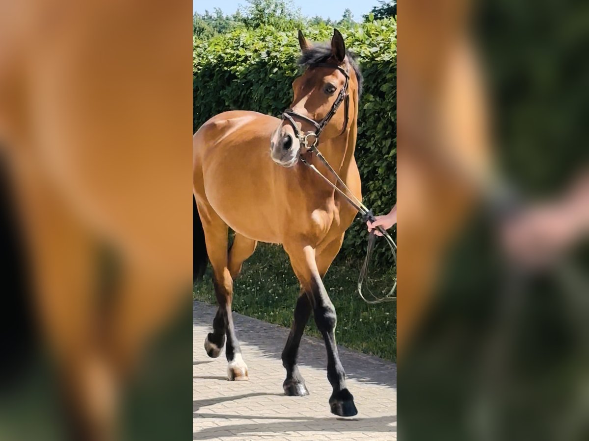 Bavarian Warmblood Mare 14 years 16,1 hh Brown in Memmingen