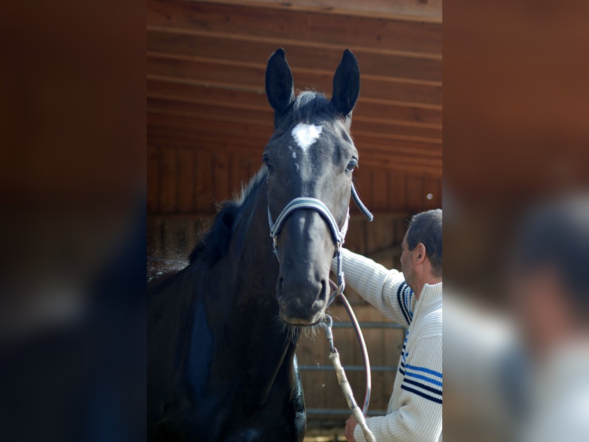 Bavarian Warmblood Mare 14 years 17 hh Black in Falkenberg
