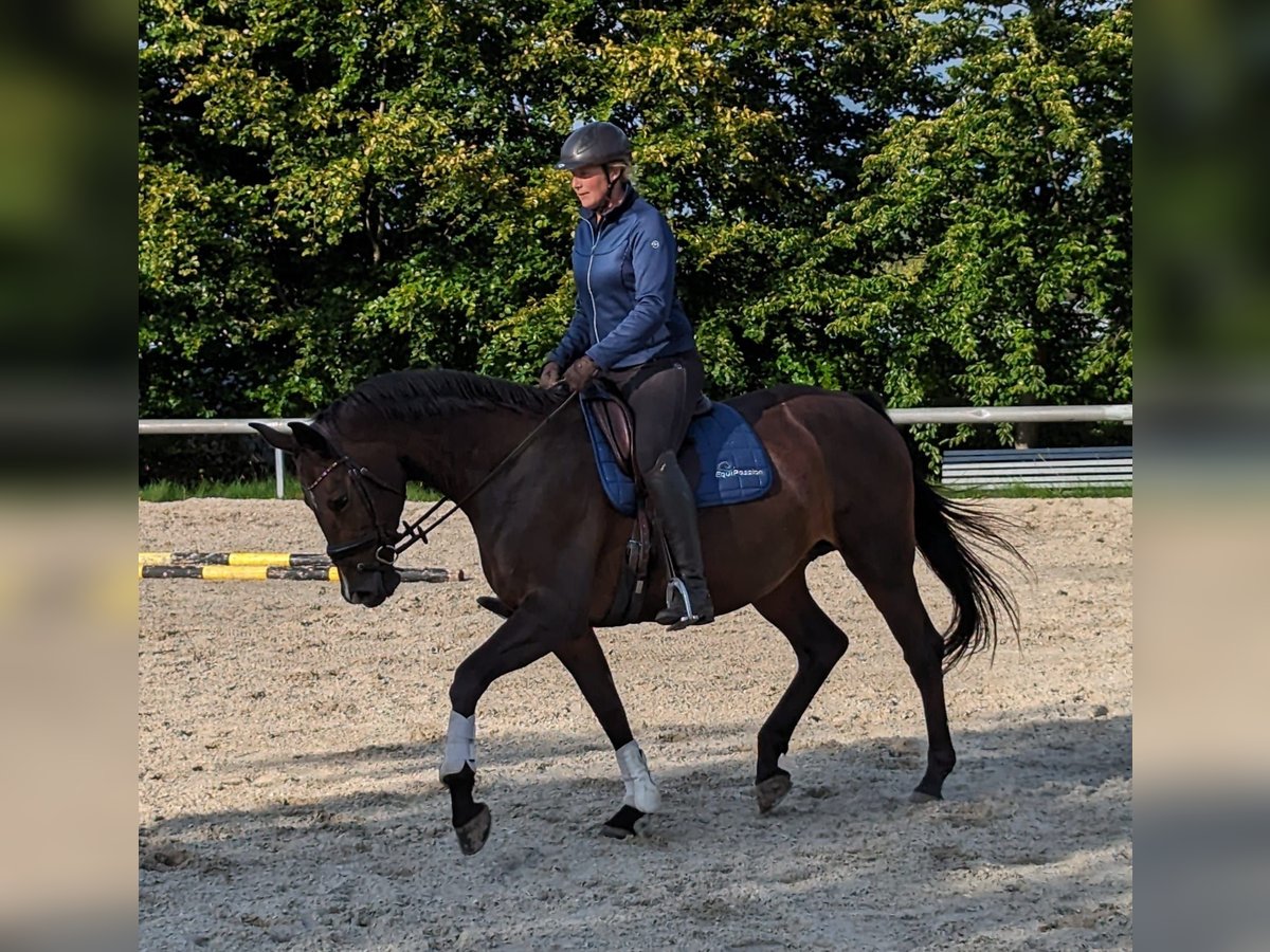 Bavarian Warmblood Mare 14 years 17 hh Brown in Bautzen