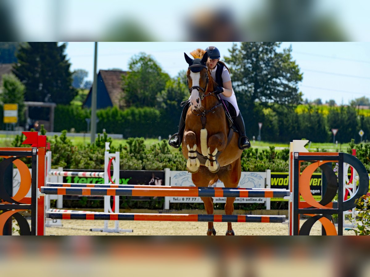 Bavarian Warmblood Mare 14 years 17,1 hh Chestnut-Red in Sauldorf