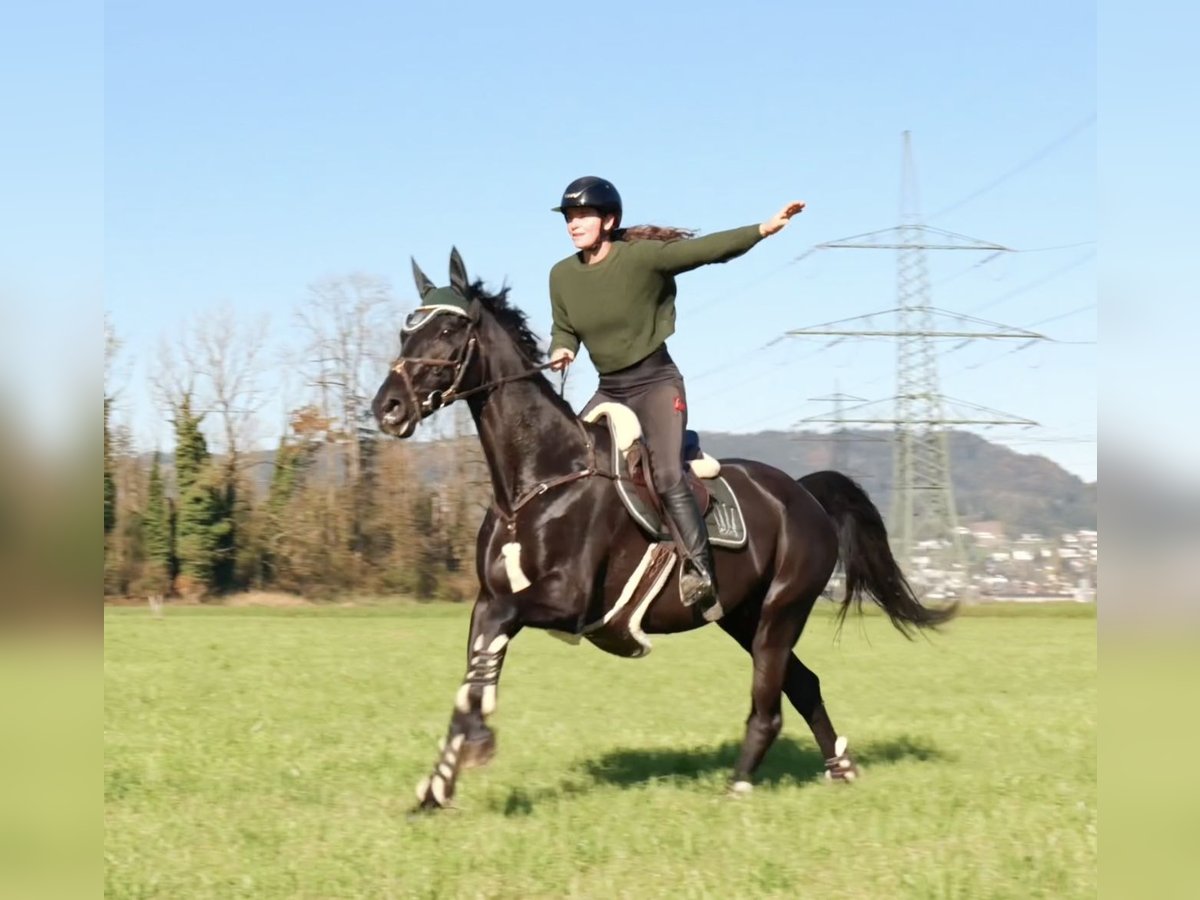 Bavarian Warmblood Mare 15 years 16,1 hh Black in Schlins