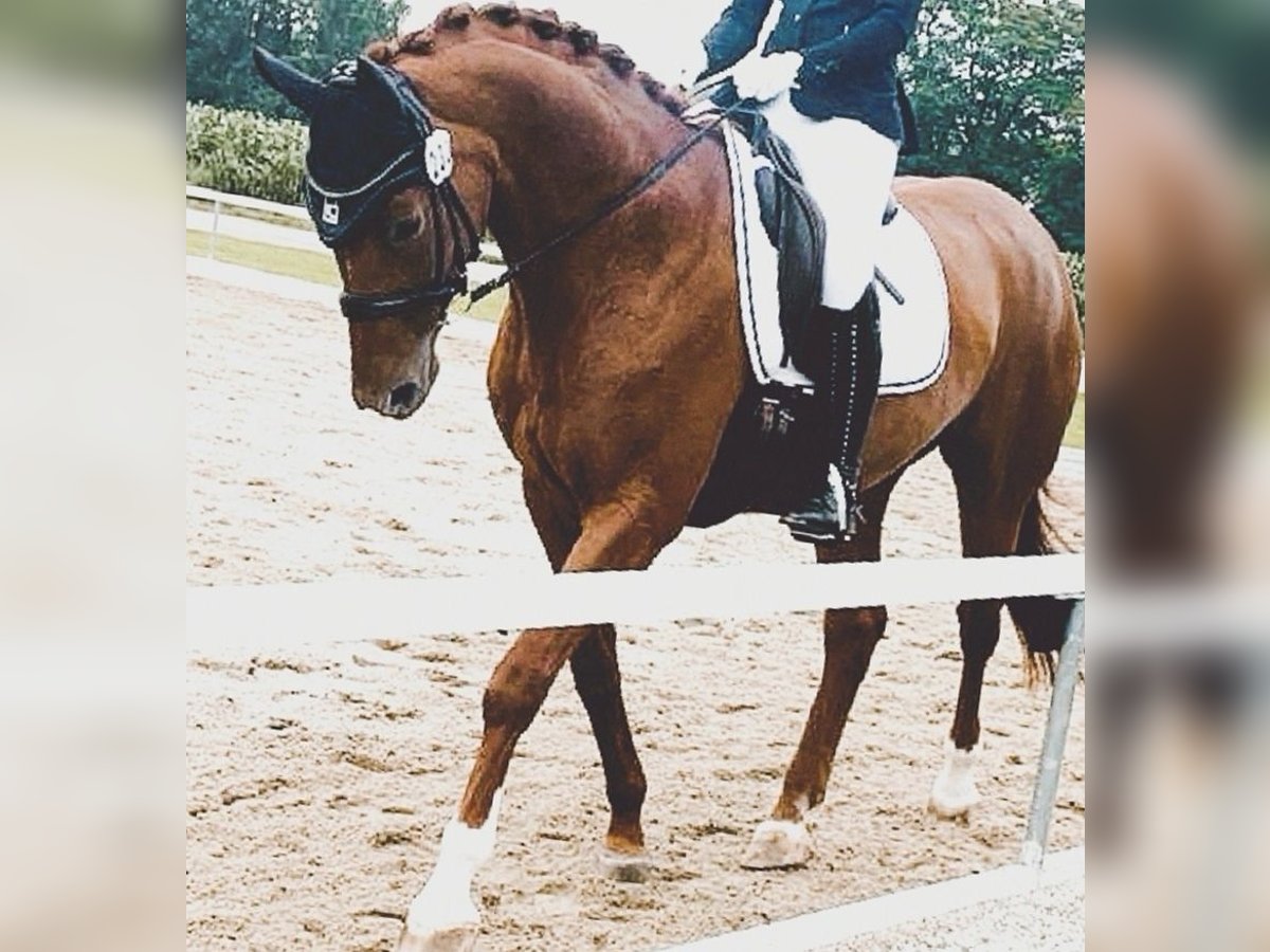 Bavarian Warmblood Mare 15 years 16,1 hh Chestnut in Überackern