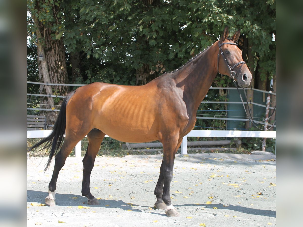 Bavarian Warmblood Mare 15 years 16,2 hh Brown in Naila