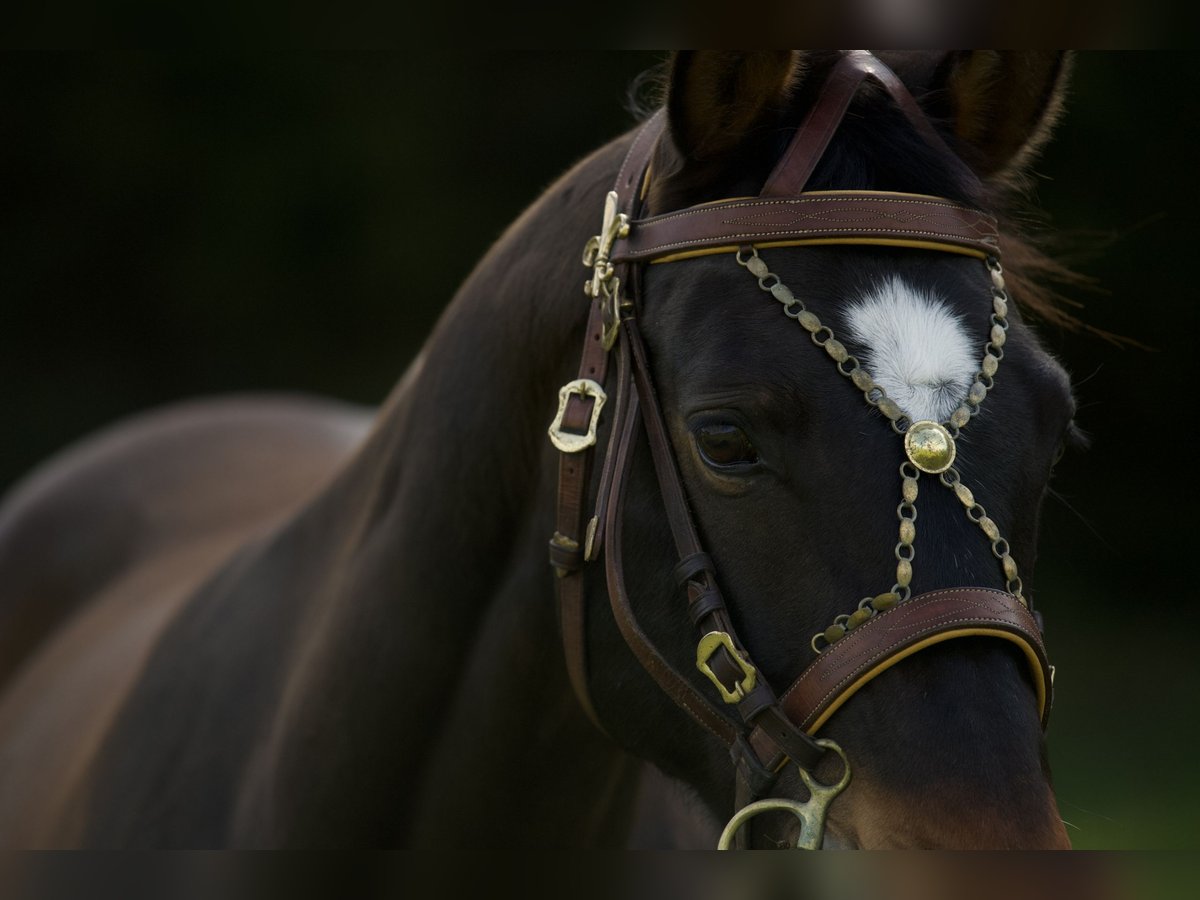 Bavarian Warmblood Mare 15 years 16,2 hh Brown in Parsberg