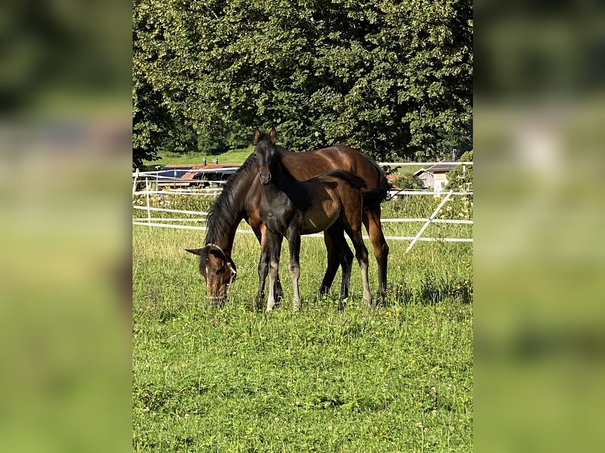 Bavarian Warmblood Mare 16 years 15,2 hh Brown in BayrischzellBayrischzell