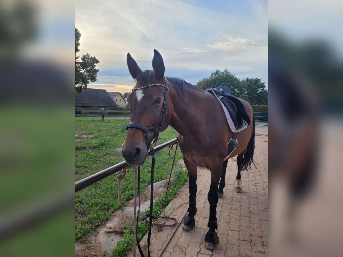 Bavarian Warmblood Mare 16 years 15,2 hh Brown in Oberlungwitz