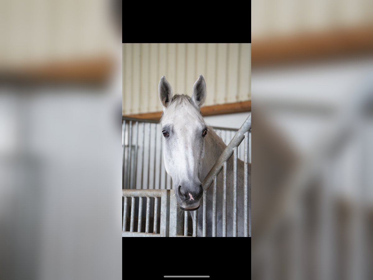 Bavarian Warmblood Mare 16 years 16,2 hh Gray in Ebensee