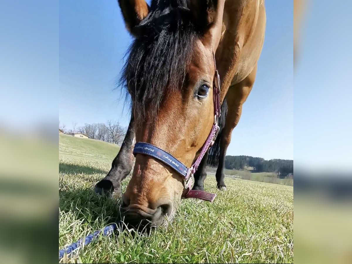 Bavarian Warmblood Mare 16 years 16,1 hh Brown in Altenm&#xFC;nster