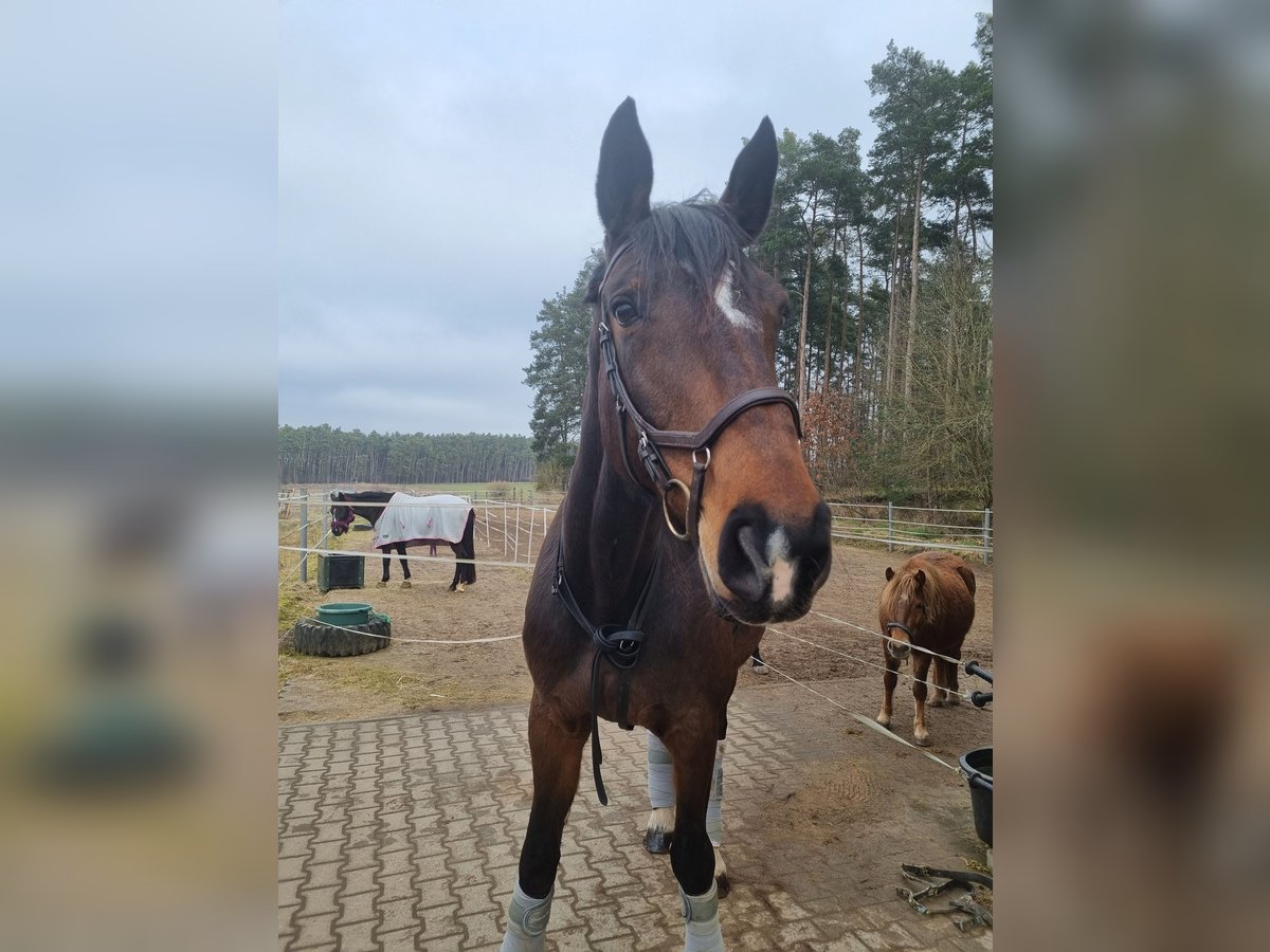 Bavarian Warmblood Mare 16 years 17,1 hh Brown in Schwanstetten