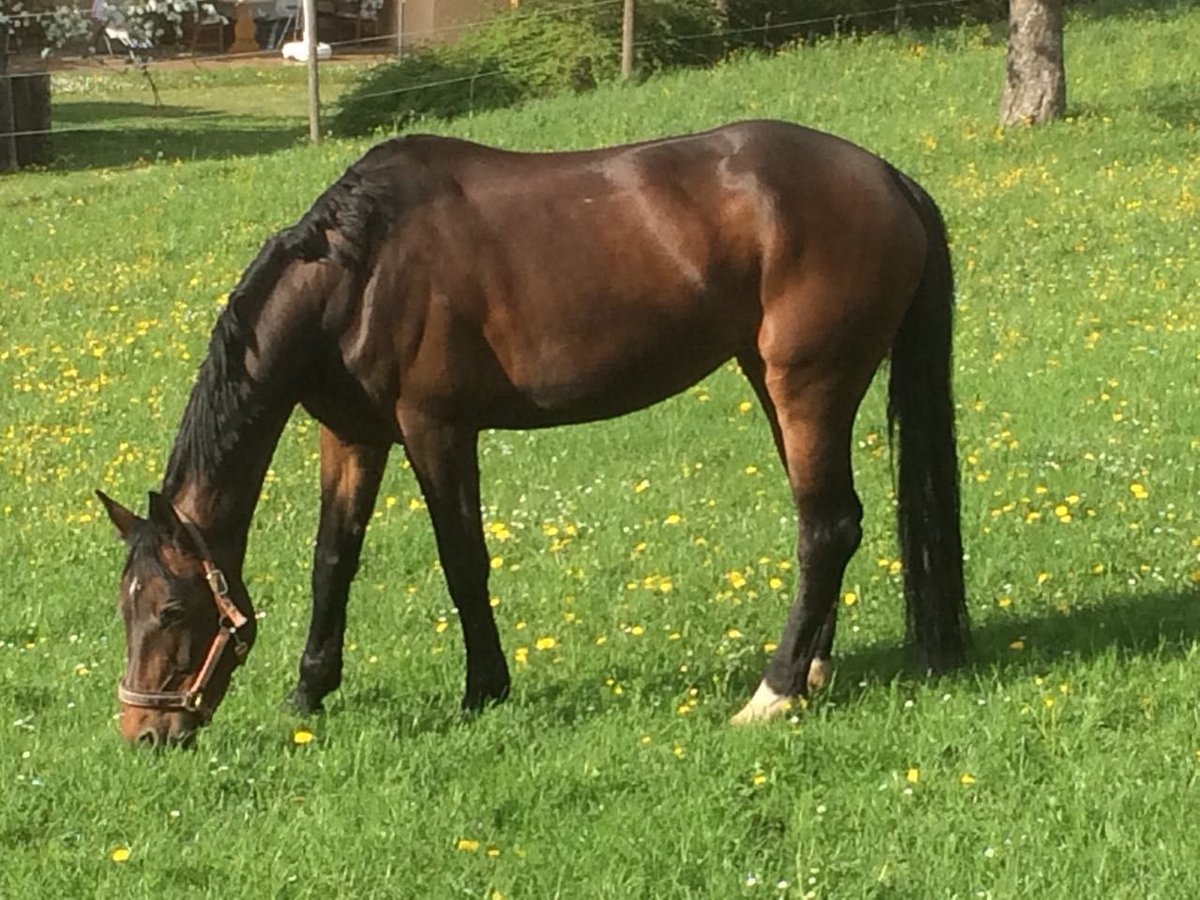 Bavarian Warmblood Mare 18 years 16,2 hh Brown in Frankenhardt