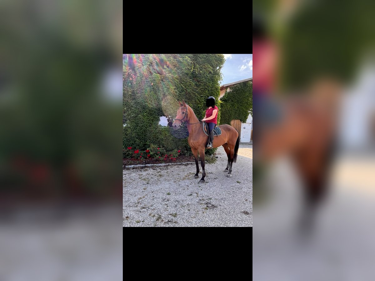 Bavarian Warmblood Mare 18 years 16,2 hh Bay-Dark in Rotthalm&#xFC;nster