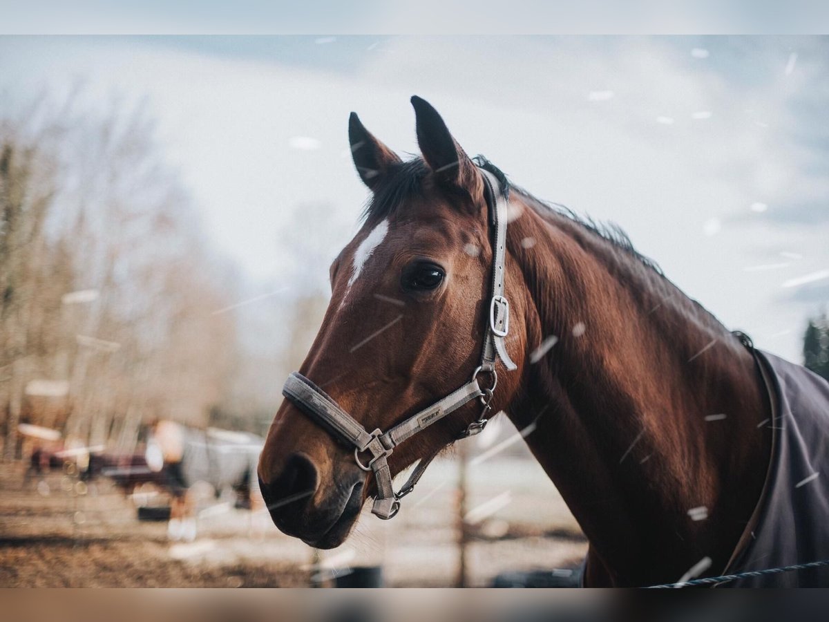 Bavarian Warmblood Mare 18 years 17 hh Brown in Schönwalde am Bungsberg