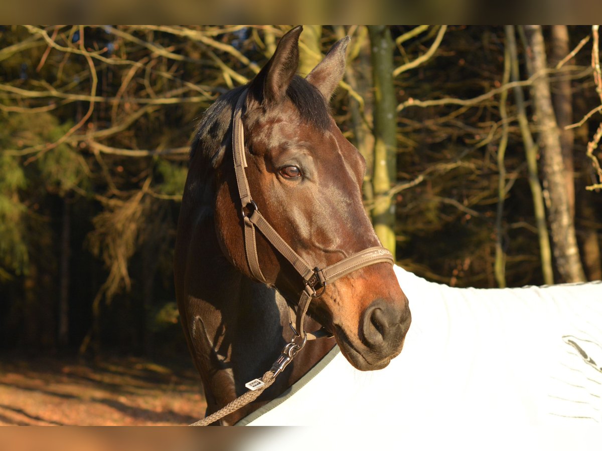 Bavarian Warmblood Mare 18 years 17,1 hh Bay-Dark in M&#xFC;hldorf am Inn