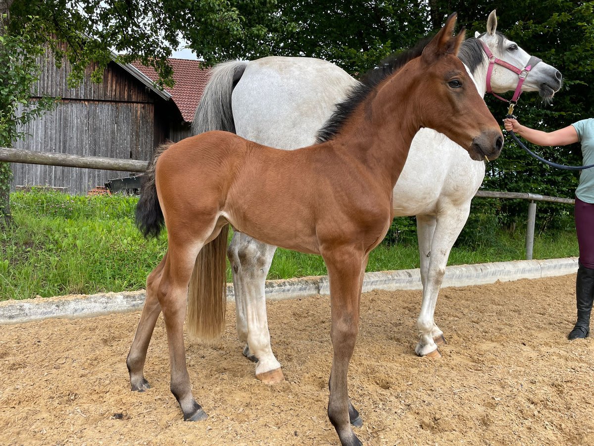 Bavarian Warmblood horse breed profile, facts, lifespan, traits, training, speed, range, diet, groom, care, standard, health, pedigree