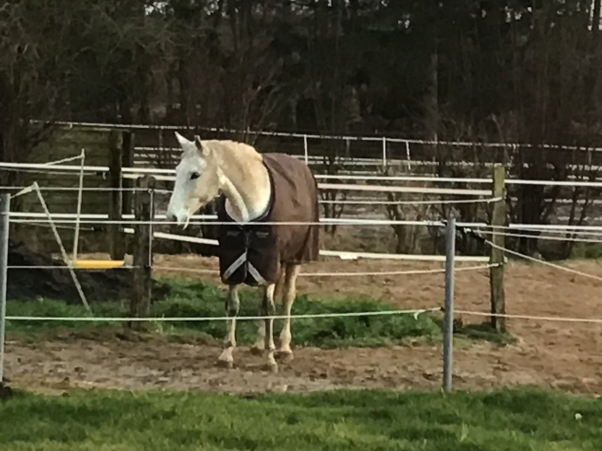 Bavarian Warmblood Mare 20 years 15,3 hh Gray in Bleckede