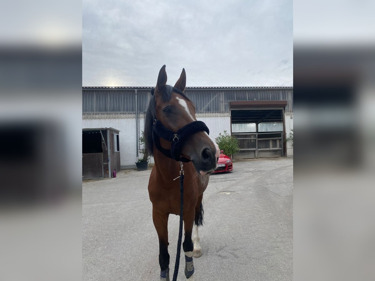 Bavarian Warmblood Mare 20 years 17 hh Brown in Wettstetten