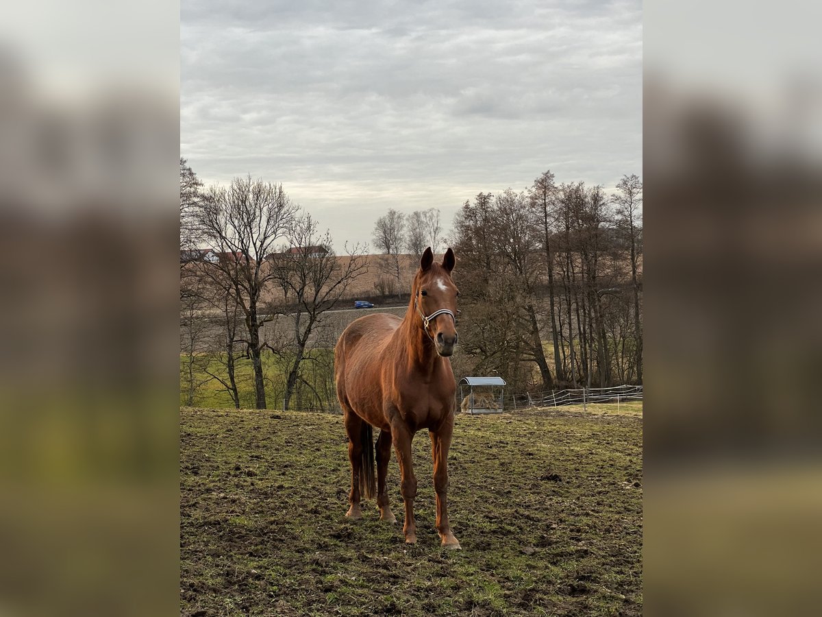 Bavarian Warmblood Mare 21 years 16,1 hh Chestnut-Red in Erharting