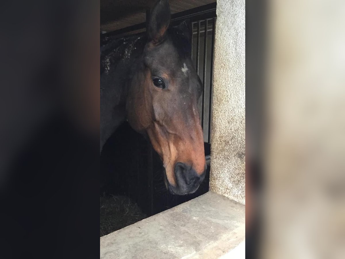 Bavarian Warmblood Mare 21 years 17 hh Brown in M&#xFC;nchen
